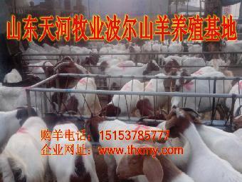 自贡鲁西黄牛价格_志趣网