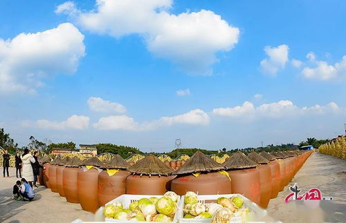 自贡大头菜产业与文旅融合 创新驱动乡村振兴发展之路